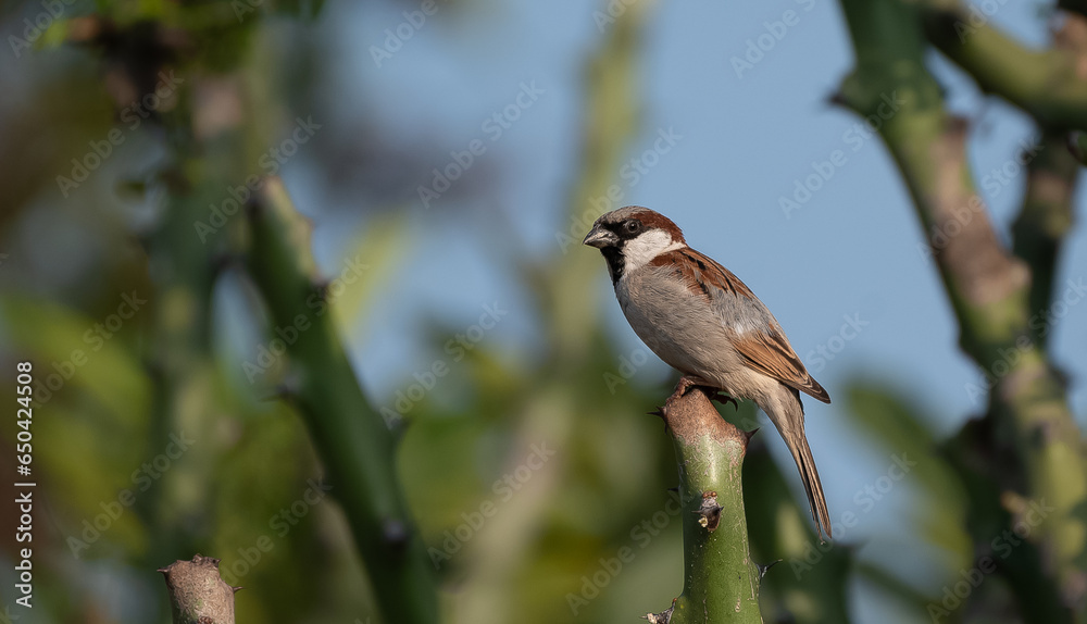 House sparrow (Passer domesticus) perched on a branch House sparrow (Passer domesticus) perched on a branch