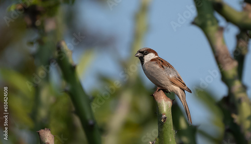 House sparrow (Passer domesticus) perched on a branch