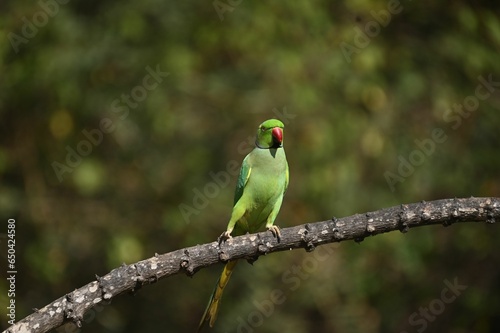 Green parrot perched on a tree branch © Rakshith/Wirestock Creators