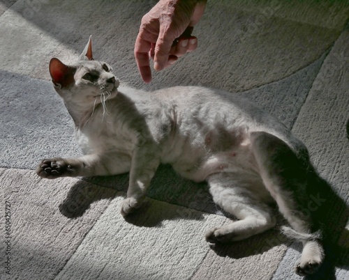 Halbnacktkatze wird gestreichelt photo