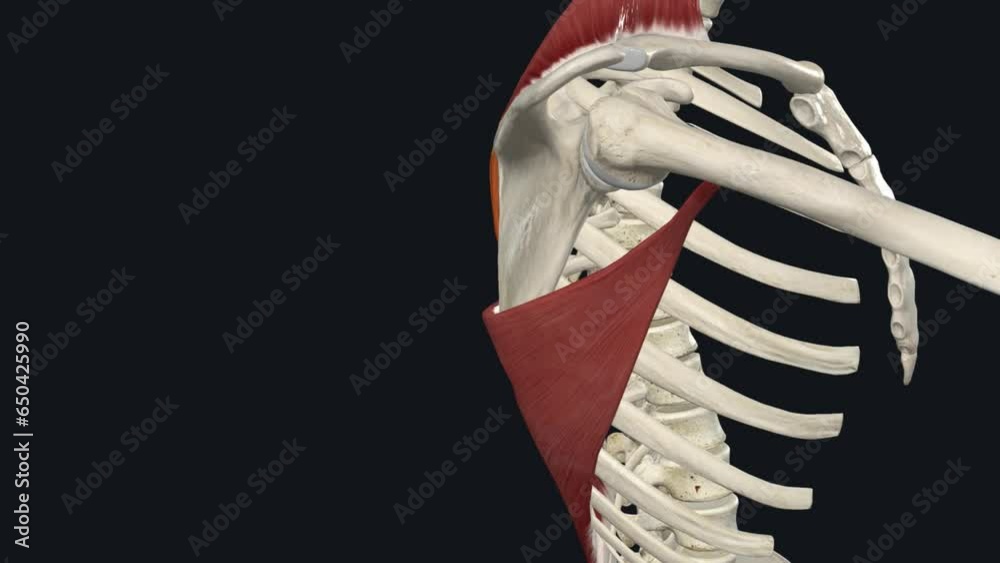 Trapezius Shoulder RetractionScapula Adduction Stock ビデオ Adobe Stock