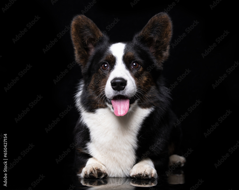 Cardigan Welsh Corgi on a black background