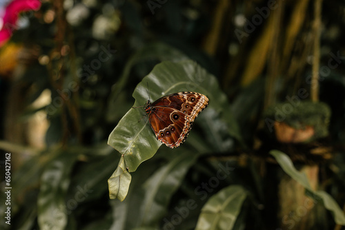 Big tropical black and orange Caligo atreus sitting on green leaf, Wild insects and animals, great yellow-edged giant owl lives from Mexico to Peru, Botanical Garden in Prague, butterfly exhibition photo