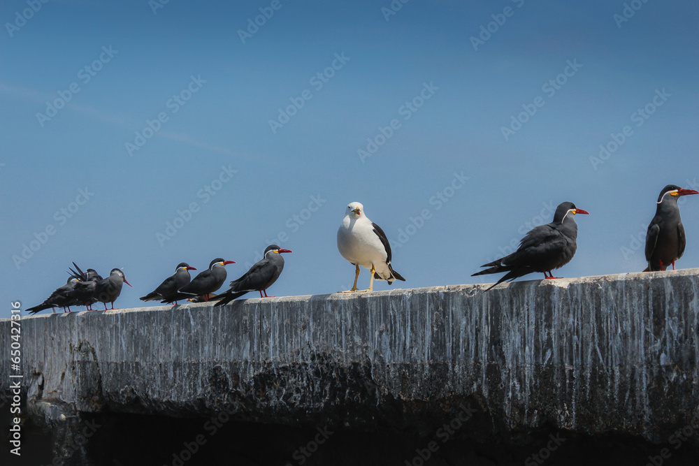 Un día de verano observando a las gaviotas Un día de verano observando a las gaviotas