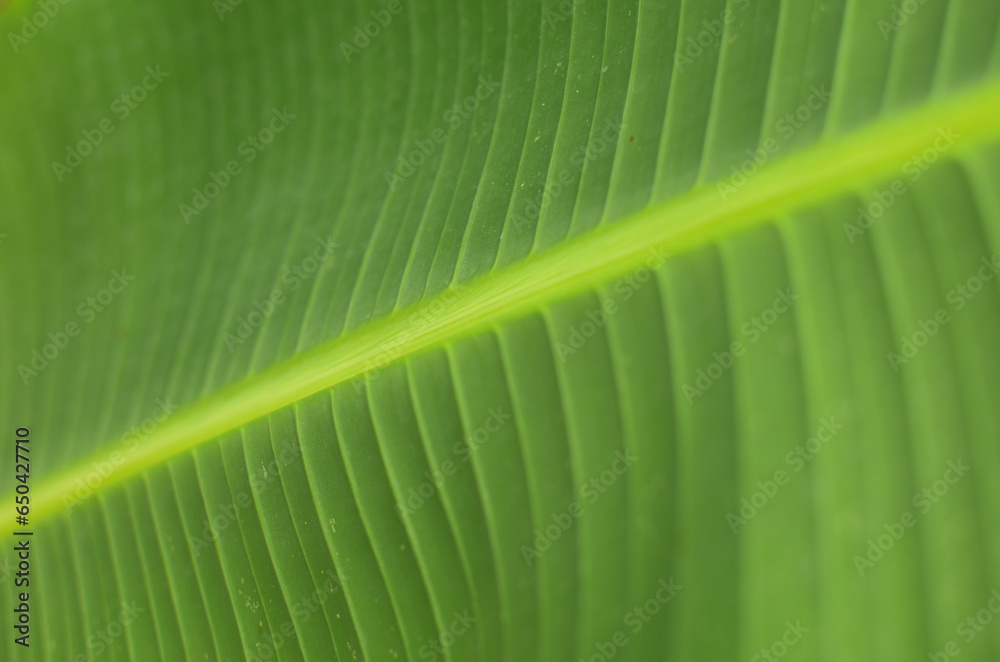 Green banana leaf background abstract Green banana leaf background abstract
