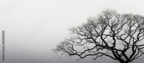 Tree canopy s black hue © AkuAku