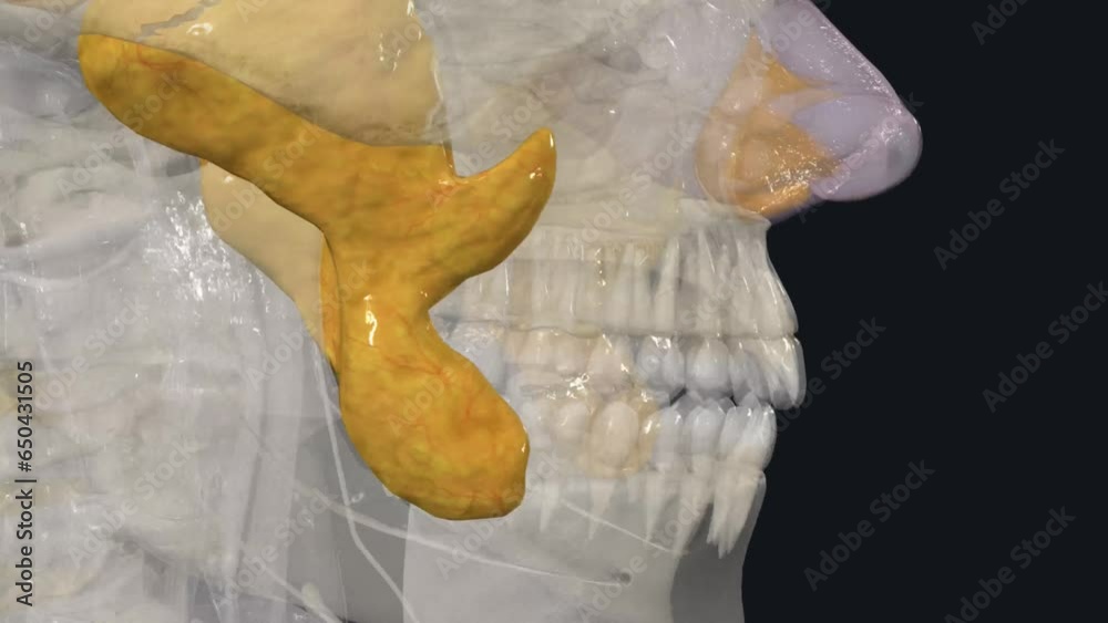 The buccal fat pad, also known as Bichat's fat pad Stock ビデオ Adobe Stock