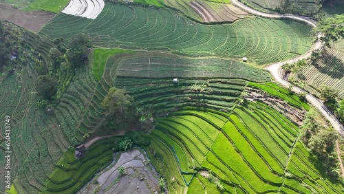 aerial view of rice fields. paddy field with terracing system in Bali. Rice fields in the hilly area of ​​Bali, Indonesia photo