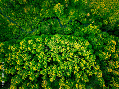 Fototapeta Naklejka Na Ścianę i Meble -  Looking down from the sky at the tops of trees and a river. Aerial photography.