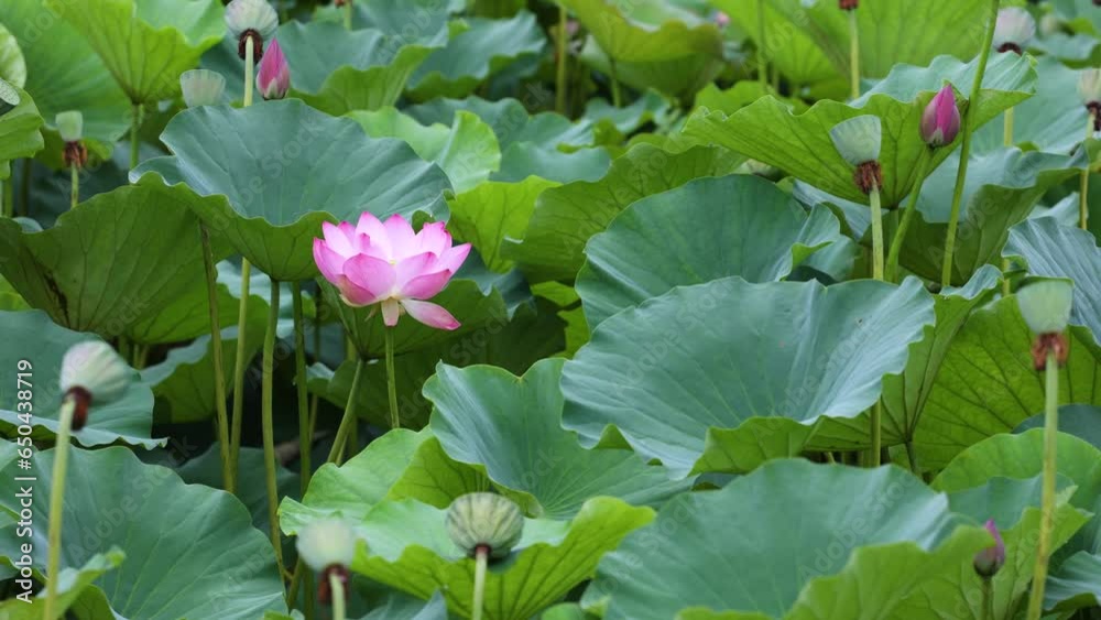 Lotus blooms in the pond in summer Lotus blooms in the pond in summer