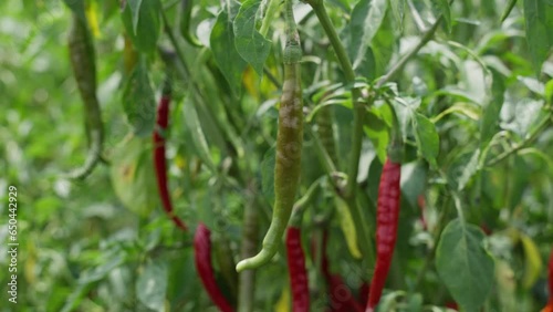 green and redchili plant photo