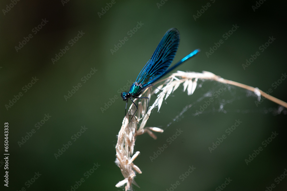 Una libellula Una libellula