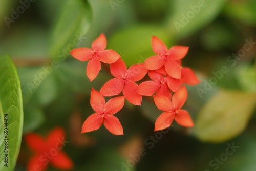 Ixora coccinea Jungle Flame tropical shrub plant red flowers photo
