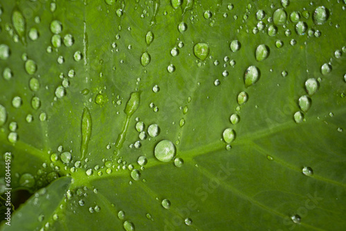 Gotas de Agua encima de folha verde