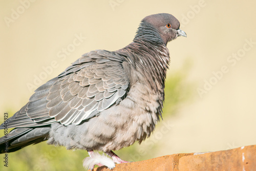 Picazuro dove perched on a red brick wall photo