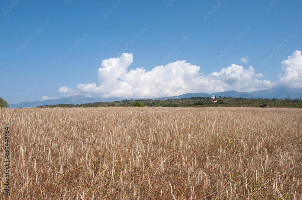 Rural landscape, yellow field of ripe wheat, blue sky with clouds, sunny summer day. Southern Bulgaria