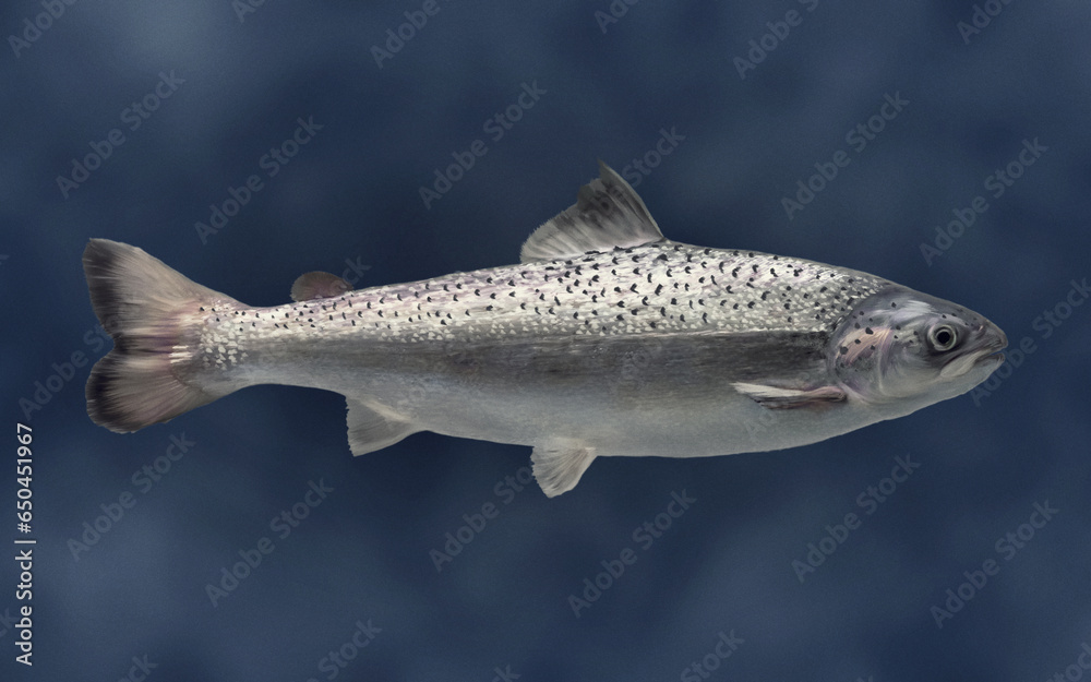 Obraz premium Genetically engineered salmon fish floating in water, realistic illustration
