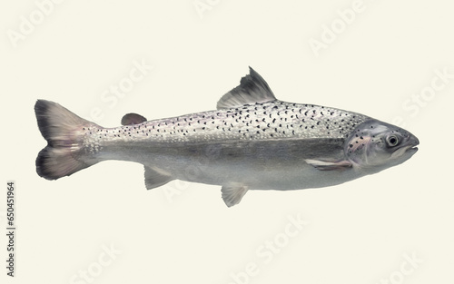 AquAdvantage salmon side view floating in the water realistic color illustration white canvas white background photo