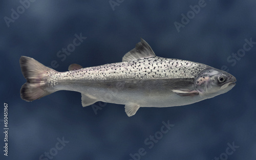 AquAdvantage salmon side view floating in the water realistic color illustration water background