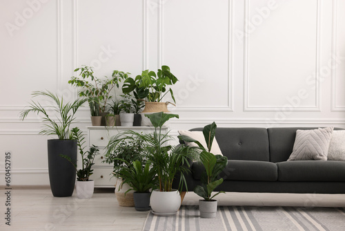 Cozy room interior with different potted green houseplants and comfortable sofa