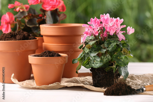 Beautiful flower and pots with soil on white wooden table outdoors