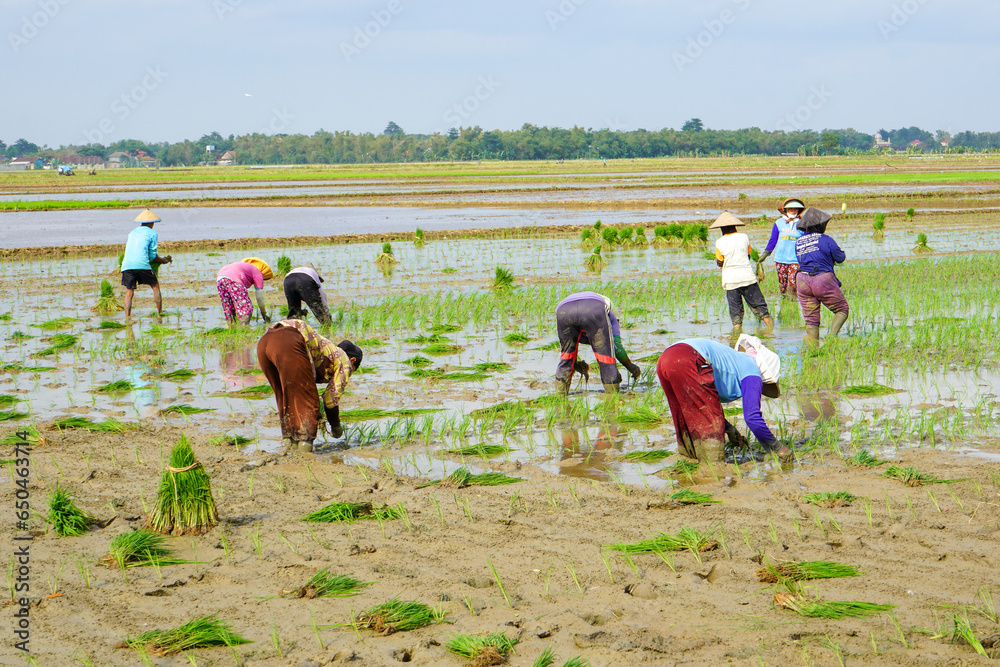 A farmer is planting young rice seeds by walking backwards in a muddy and fertile paddy field. Many farmers work together in groups.