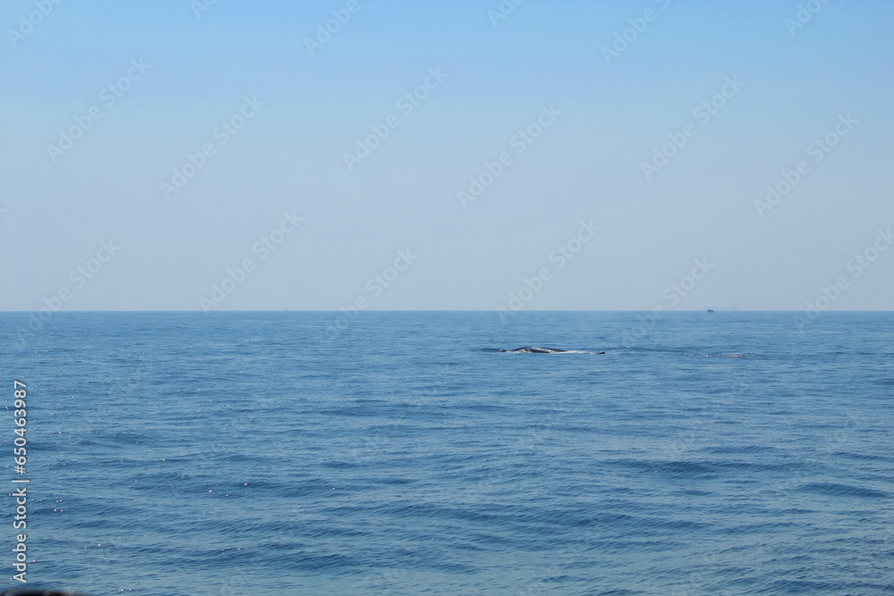 Blue whale's backs emerging from the water on a sunny day during whale watching