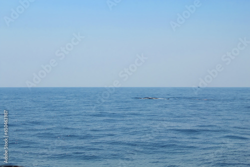 Blue whale's backs emerging from the water on a sunny day during whale watching