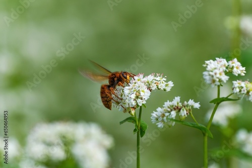 満開の白い蕎麦の花の蜜を吸うスズメバチ © Scott Mirror