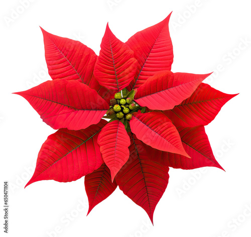Red Christmas poinsettia flower isolated.
