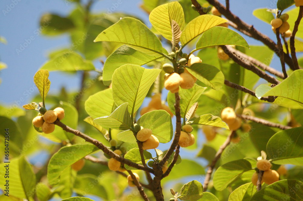 branch of a tree with leaves and fruit