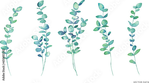 水彩画。水彩タッチのユーカリベクターイラスト。ユーカリの葉の背景。ナチュラル草木イラスト。Watercolor painting. Eucalyptus vector illustration with watercolor touch. Eucalyptus leaves background. Natural grass and trees illustration.