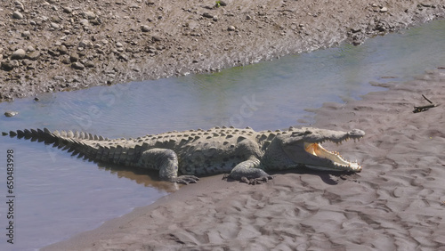 an american crocodile with its mouth open while sunning itself on the banks of the tarcoles river in costa rica