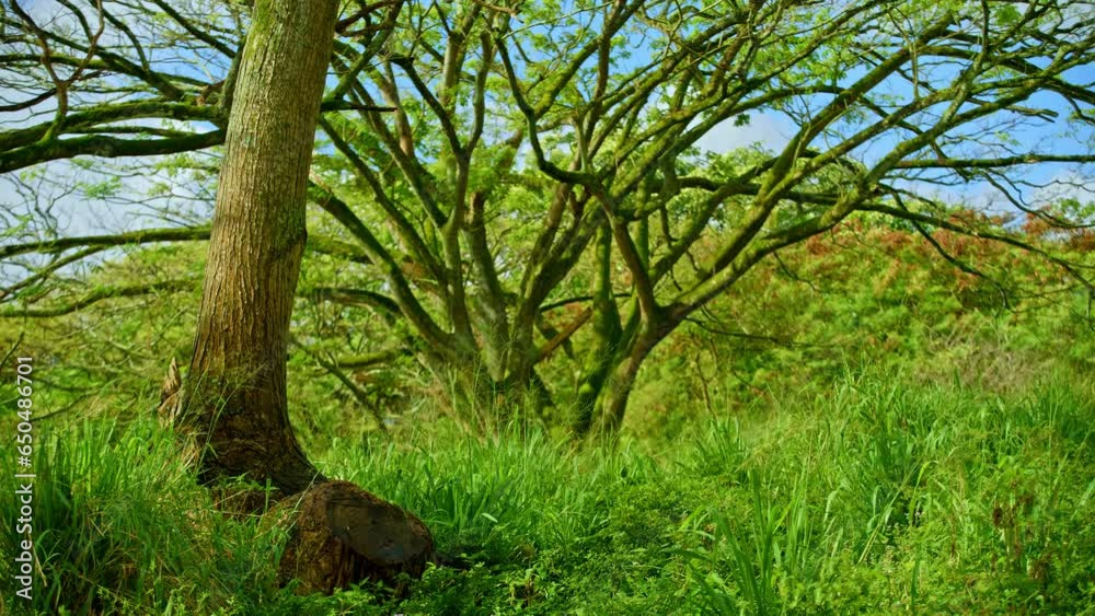 Monkeypod tree. The Hitachi Tree branches. Monkeypod tree. The Hitachi Tree branches.