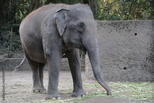 Photography A Sumatran elephant is eating grass in a grassland