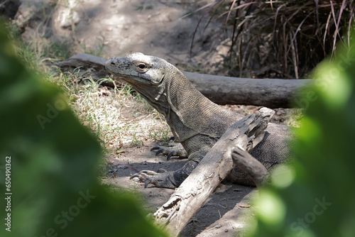 A Komodo dragon starts its daily activities by sunbathing to stabilize its body temperature. This large reptile  which is a top predator  has the scientific name Varanus komodoensis.