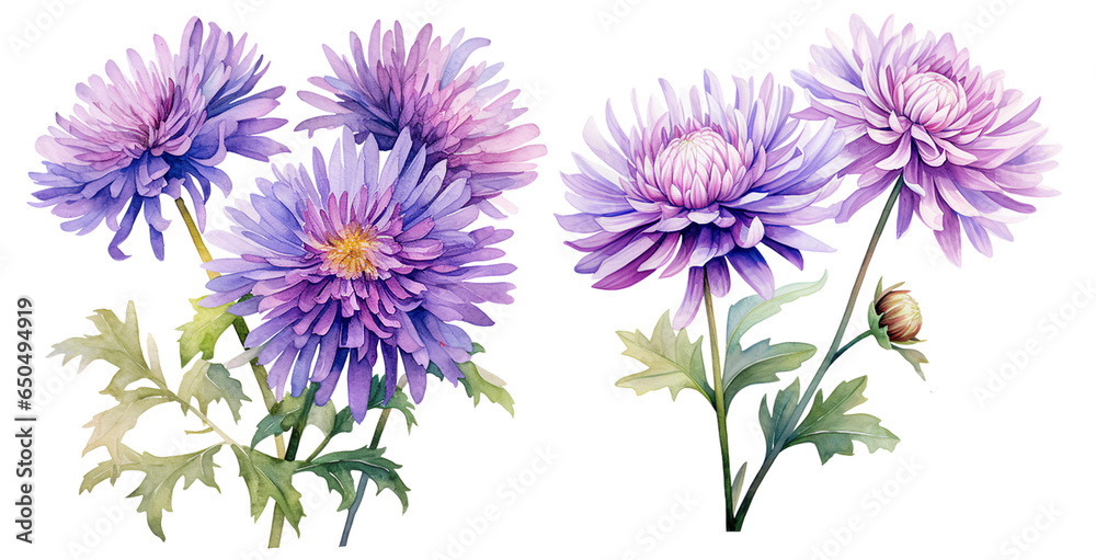 Aster flower watercolor illustration . generative ai Aster flower watercolor illustration . generative ai