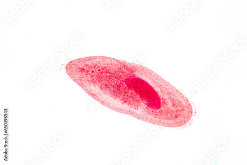 Canvastavla Paramecium caudatum is a genus of unicellular ciliated protozoan and Bacterium under the microscope