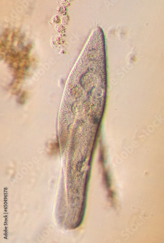 Obraz na plátně Paramecium caudatum is a genus of unicellular ciliated protozoan and Bacterium under the microscope