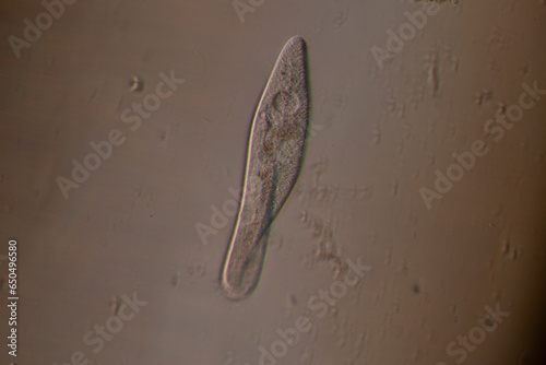 Obraz na plátně Paramecium caudatum is a genus of unicellular ciliated protozoan and Bacterium under the microscope