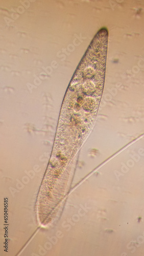 Fotografie Paramecium caudatum is a genus of unicellular ciliated protozoan and Bacterium under the microscope