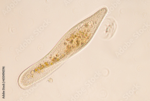Obraz na plátně Paramecium caudatum is a genus of unicellular ciliated protozoan and Bacterium under the microscope