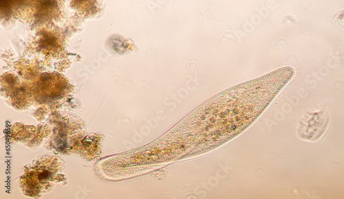 Fotografie Paramecium caudatum is a genus of unicellular ciliated protozoan and Bacterium under the microscope