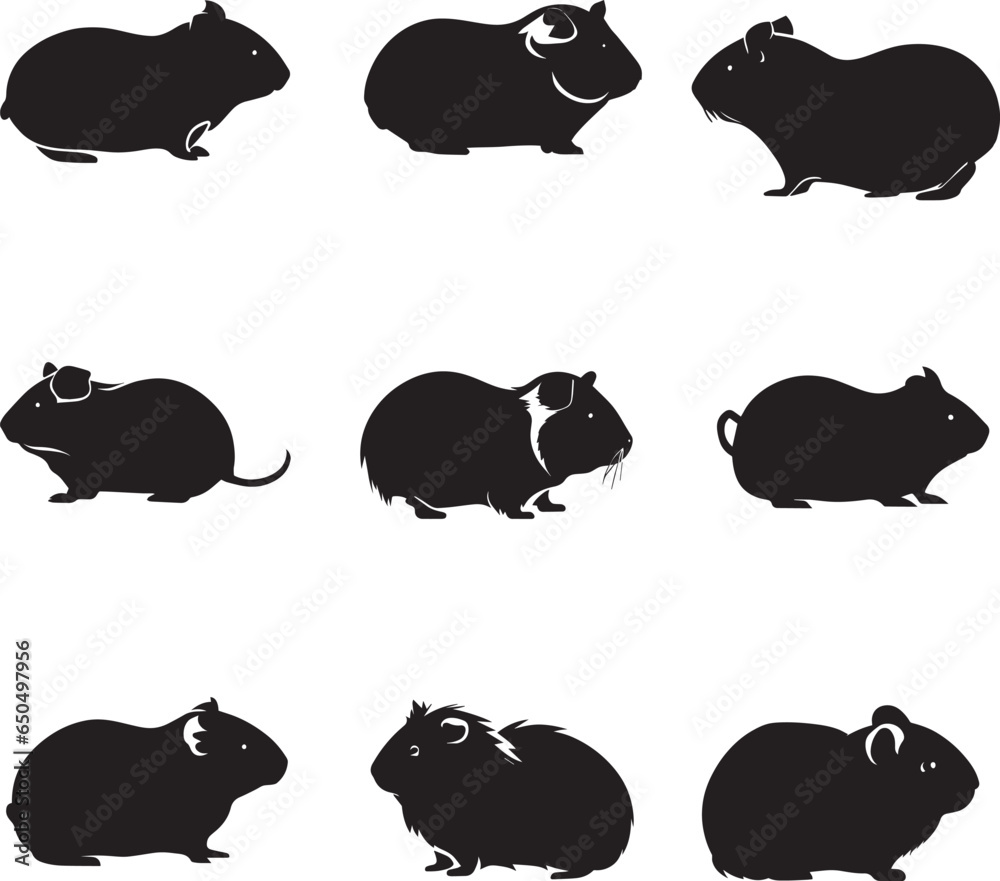 Fototapeta premium Abyssinian guinea pig vector silhouette 