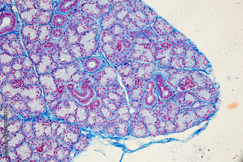 Backgrounds of Characteristics Tissue of Human under microscope in biology lab.