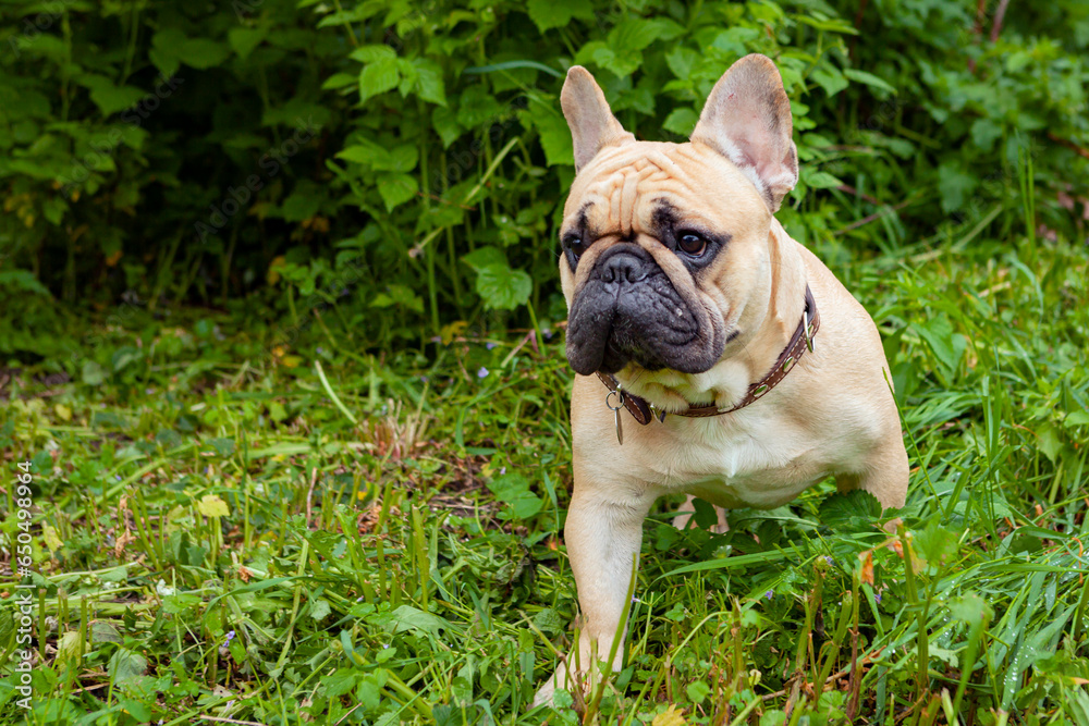 A French bulldog walks on the green grass in the park.