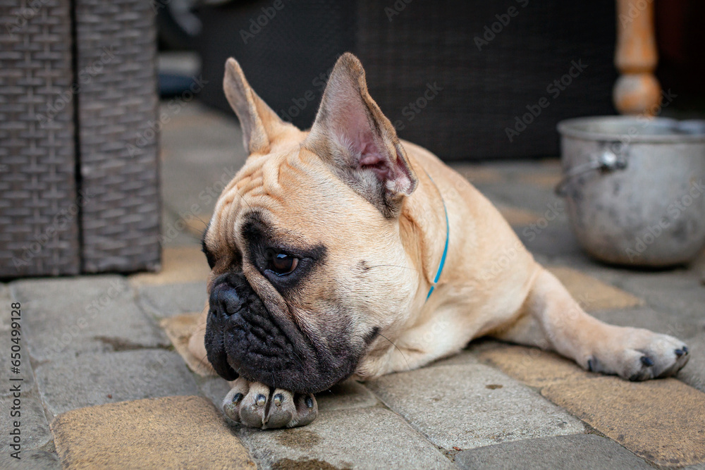 A French bulldog is lying resting on the sidewalk