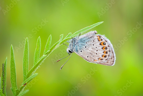 The silver-studded blue (Plebejus argus) is a butterfly in the family Lycaenidae.