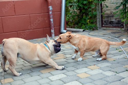 French bulldog plays with a mongrel dog