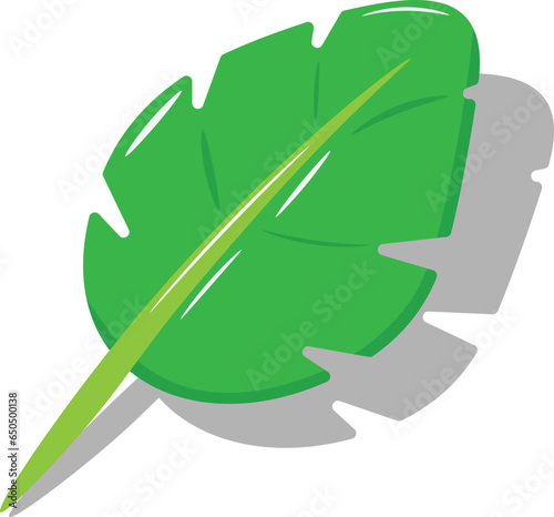 Banana tree leaves